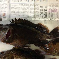 神戸沖堤防　ライトワインドでガシラ