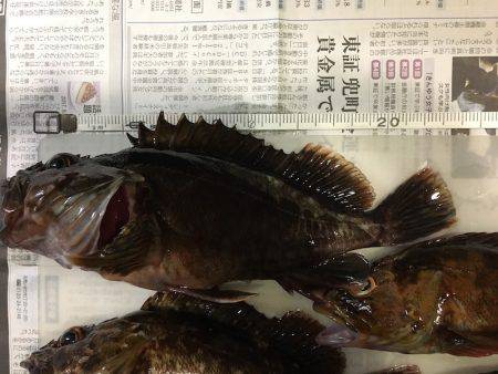 神戸沖堤防　ライトワインドでガシラ