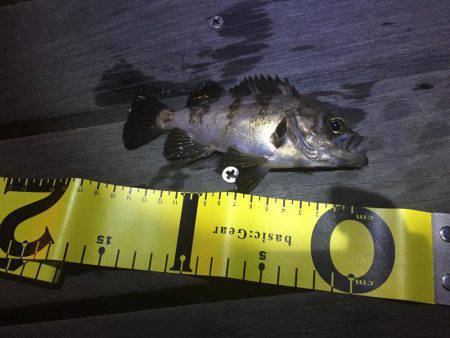 ガシラ メバル！