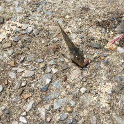 師崎ちょい投げ