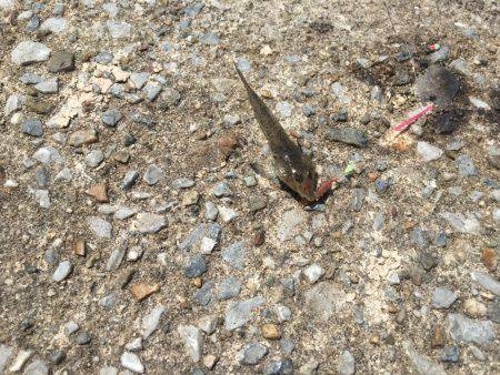 師崎ちょい投げ