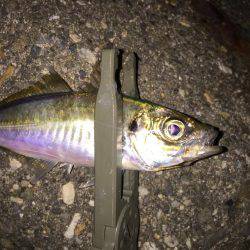 やっぱりアジング