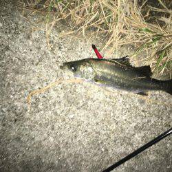 神戸湾奥バチパターン健在