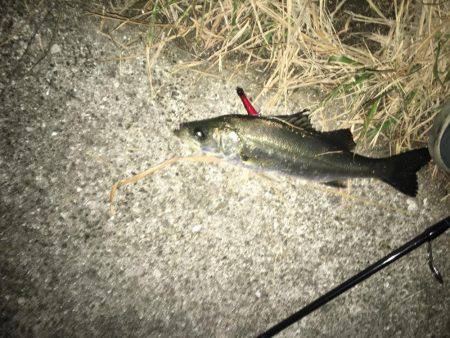 神戸湾奥バチパターン健在