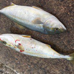 ツバスの時合い