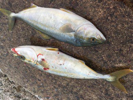 ツバスの時合い