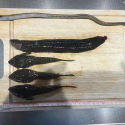 メゴチ　ギンポ　アナゴ