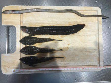 メゴチ　ギンポ　アナゴ