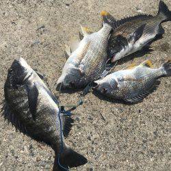 またヘチ釣りに行ってきましたが