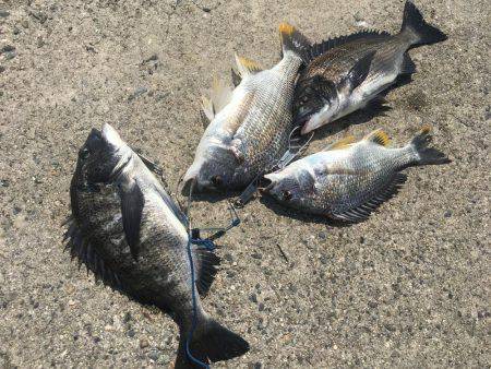 またヘチ釣りに行ってきましたが