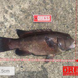 珍しいカンダイ！