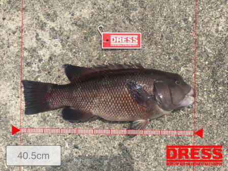 珍しいカンダイ！