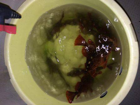 今期最後のロック便