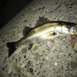 メバル・ガシラ・シーバス