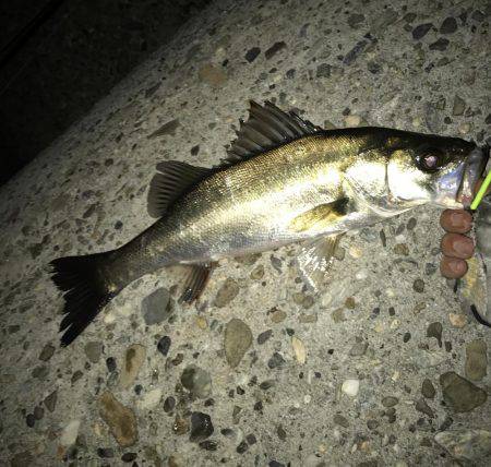 メバル・ガシラ・シーバス