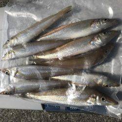 ダツ、ベラ、キス