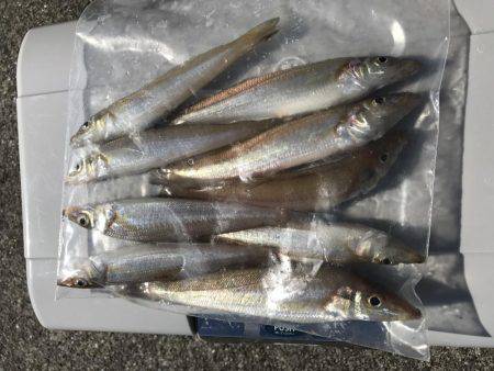 ダツ、ベラ、キス