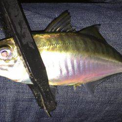 アジを求めて・・・