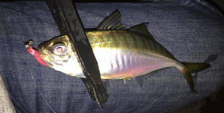 アジを求めて・・・