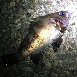 久しぶりの明石エリアでメバリング