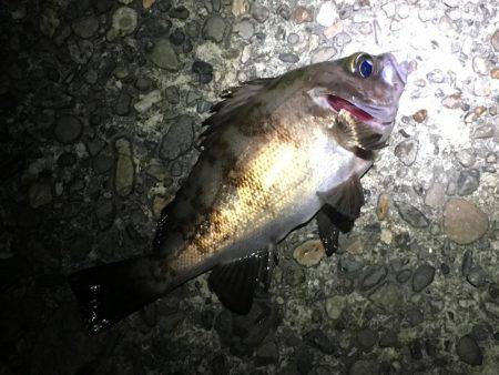 久しぶりの明石エリアでメバリング