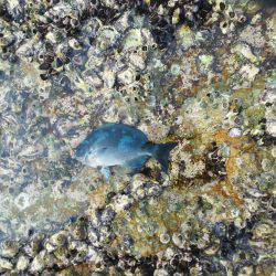 シマアジ・・・・グレ・・・・