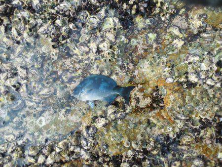 シマアジ・・・・グレ・・・・