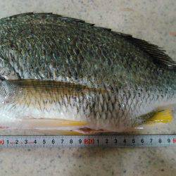 朝マズメ　ジギング