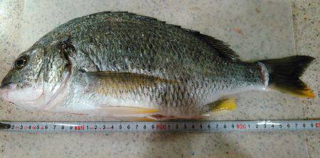 朝マズメ　ジギング