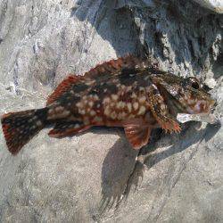 下津付近の地磯にて