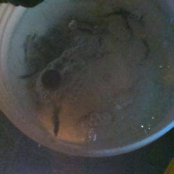 サビキ釣りで子アジ狙い