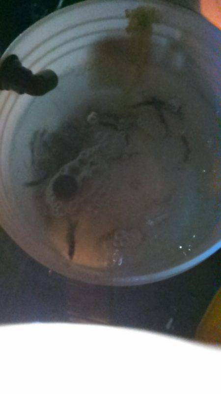 サビキ釣りで子アジ狙い