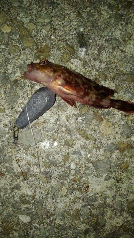 ノンビリちょい投げ