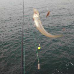 ちょい投げキス釣り