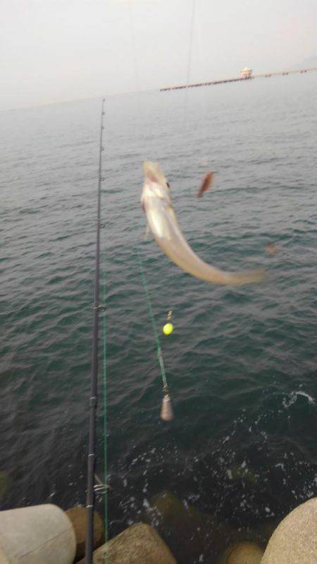 ちょい投げキス釣り