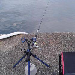 見たことのない魚