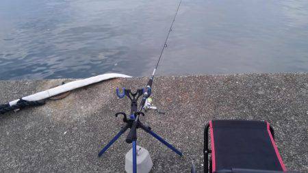 見たことのない魚