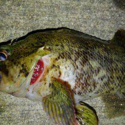 海も春爆か？（笑）