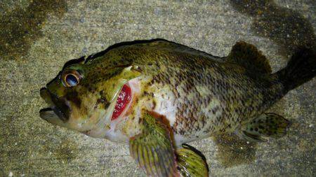 海も春爆か？（笑）