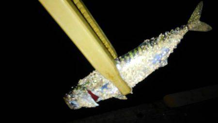 型も数もイイ感じでした！