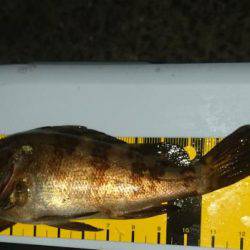 いてくれました。