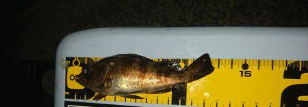 いてくれました。