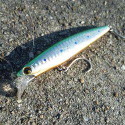 ブリじゃなくてメジロ