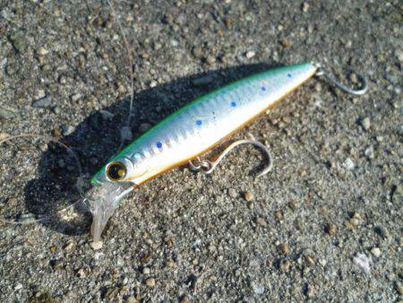 ブリじゃなくてメジロ