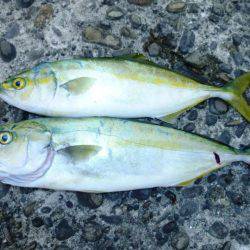 ツバス狩り　イマイチ