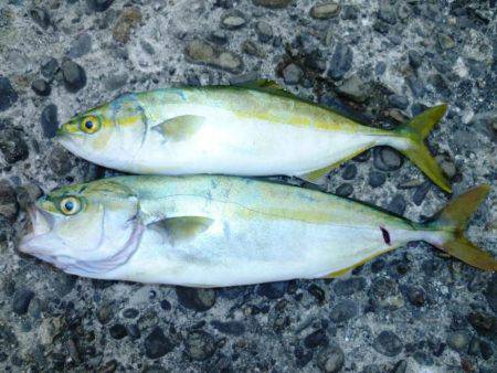 ツバス狩り　イマイチ