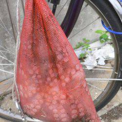 久しぶりのタコ