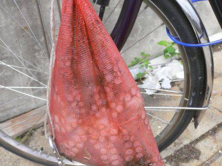 久しぶりのタコ