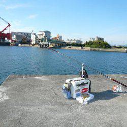 淡路のキスが釣れ始めました
