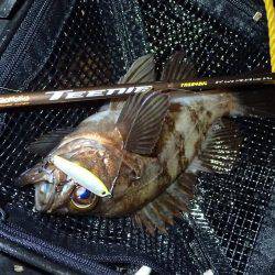 メバル終盤の追い込み!